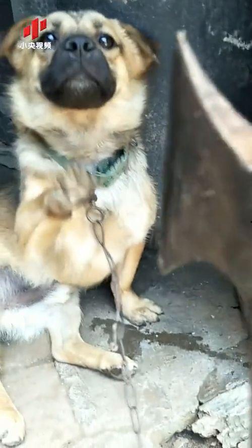 狗叫的视频,狗狗欢快叫声背后的温馨瞬间