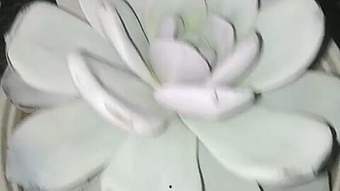 肉微盘视频,揭秘美食制作与烹饪技巧