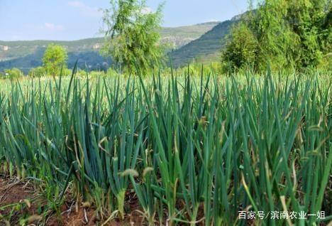 大葱的种植方法视频,视频教程详解