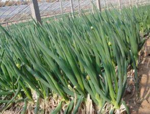 大葱的种植方法视频,视频教程详解