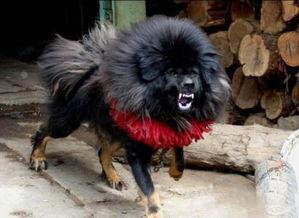 鬼獒的视频,揭秘神秘生物的惊悚瞬间