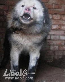 鬼獒的视频,揭秘神秘生物的惊悚瞬间